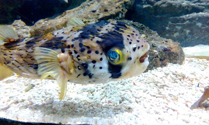 pufferfish