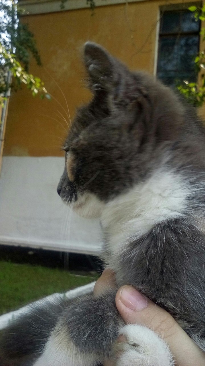 Foto Cat