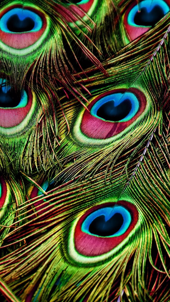 peacock feathers