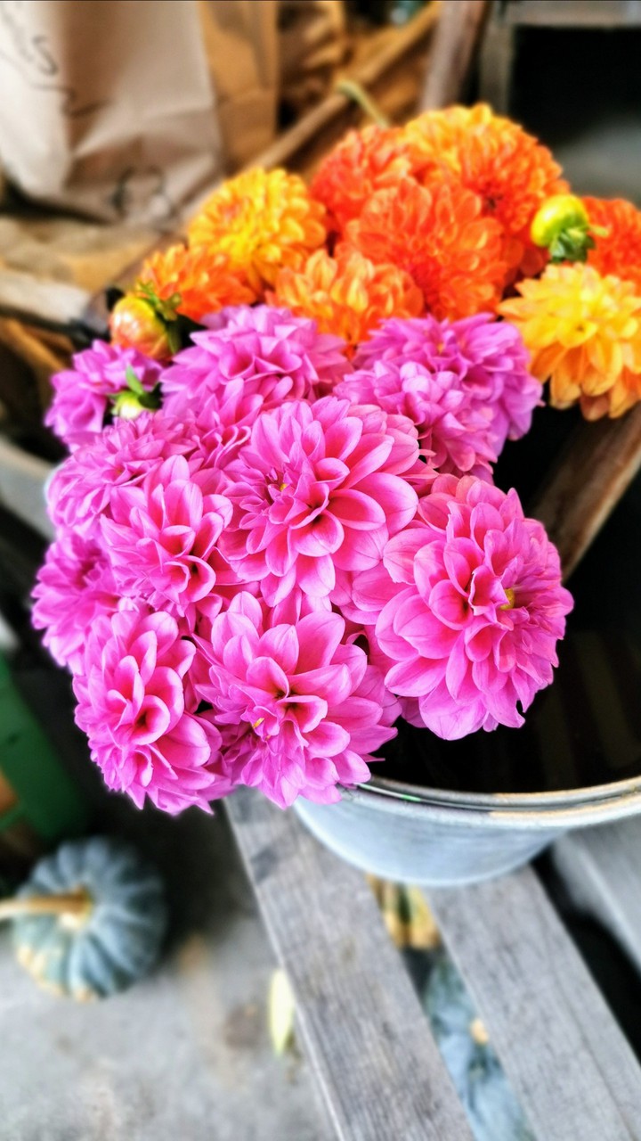 Dahlia, Dalien in der Vase