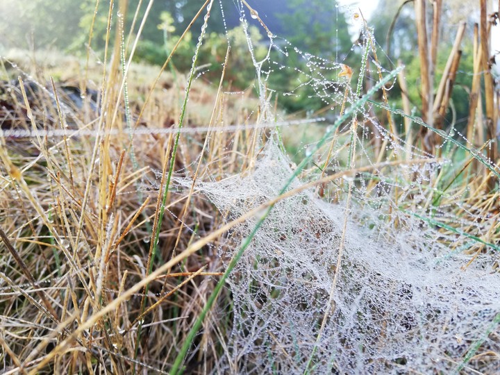 Morgennetze