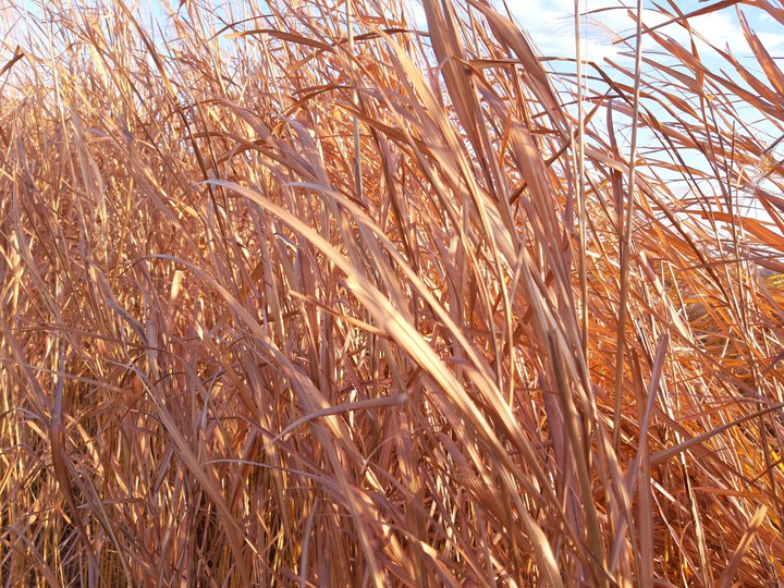 silver grass leaves