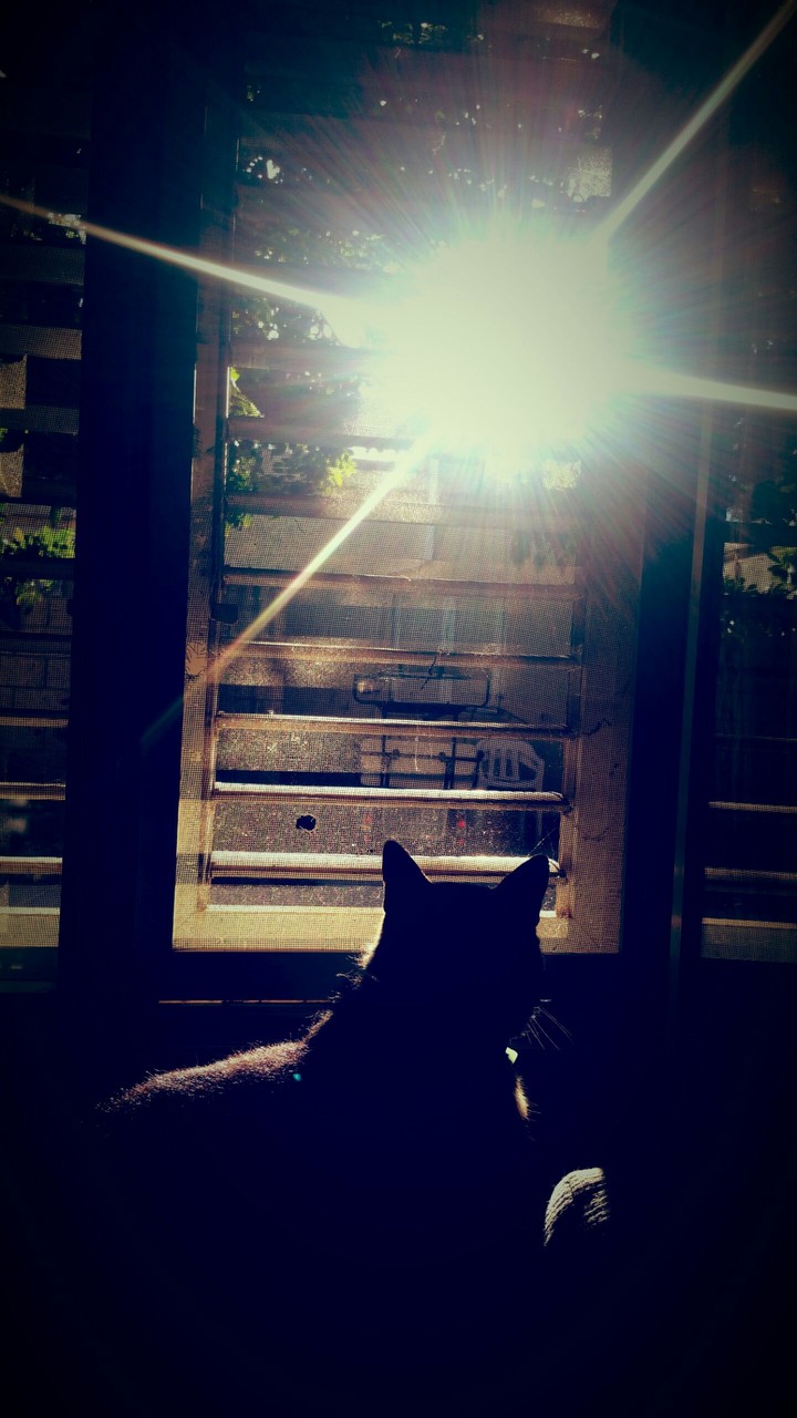 Sunny day dream
