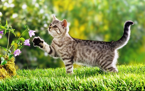 cat