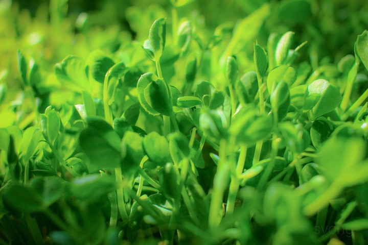 green
