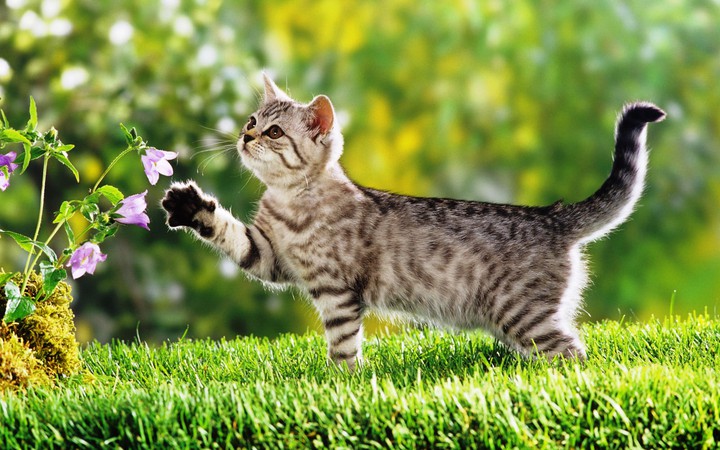 cat