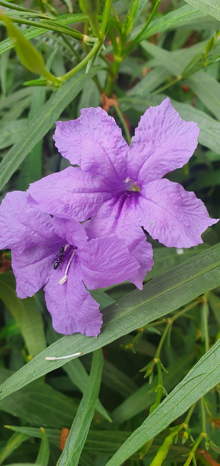 purple