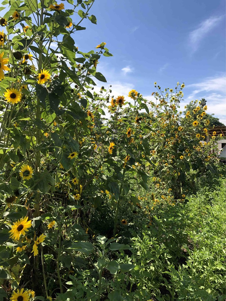 Sunflowers