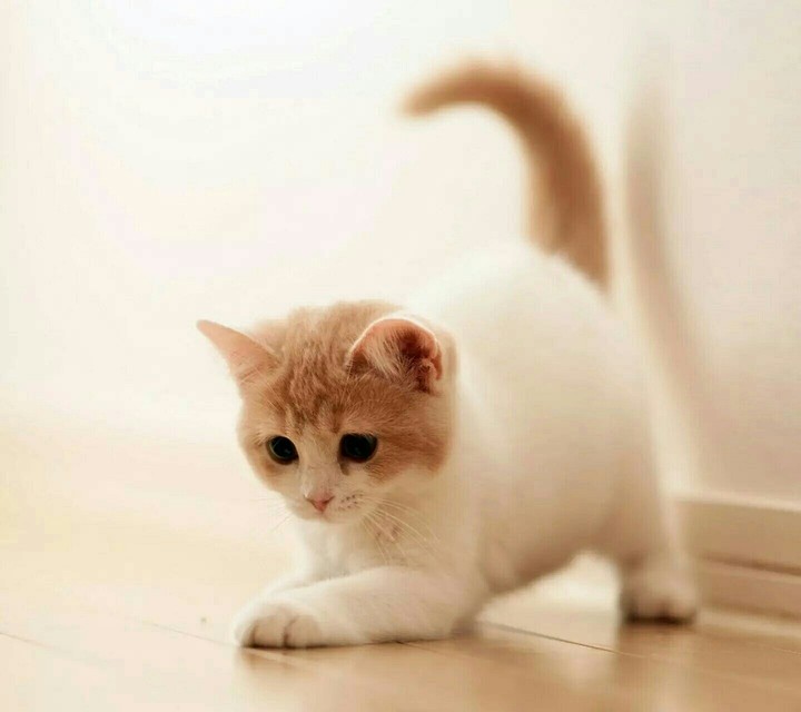 Какой милый котик!❤