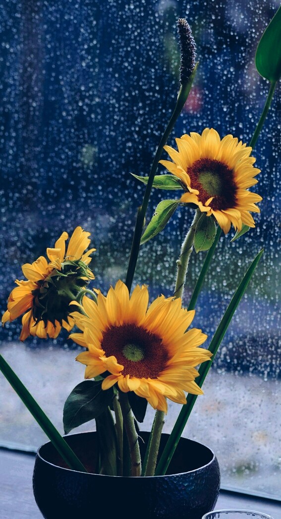 Flowers in the rain