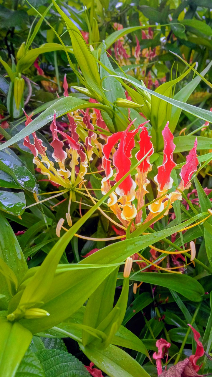 flowers