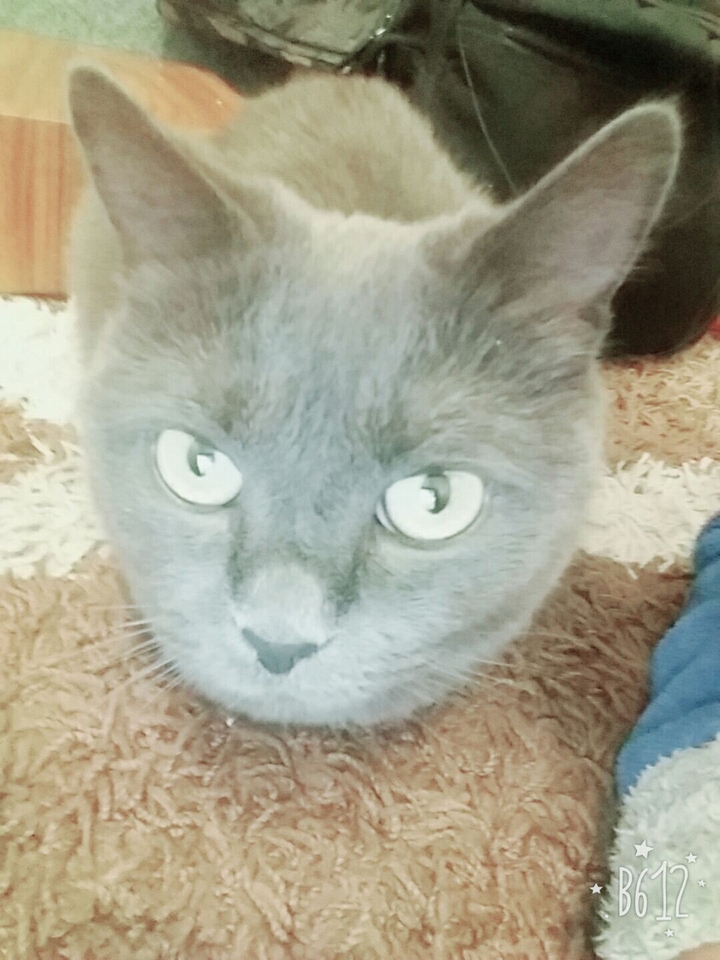 First selfi my cat Marysia