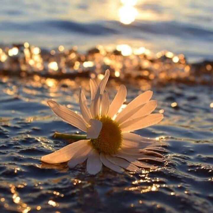 flower.