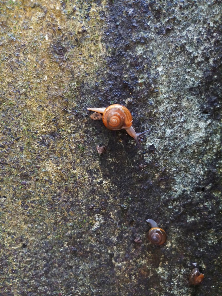 Snail