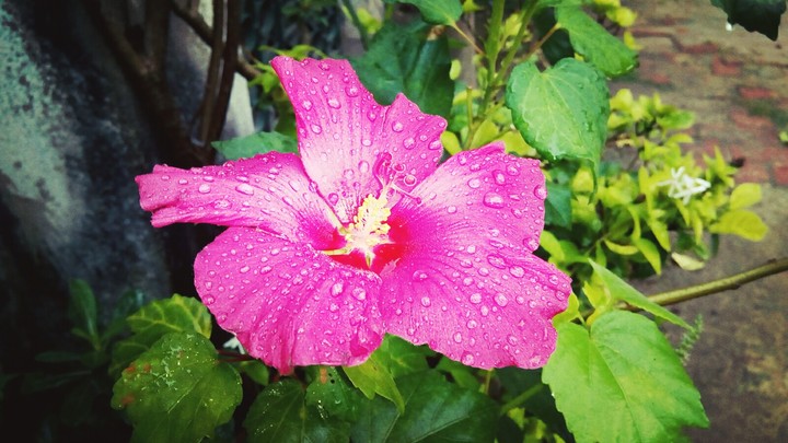 pink Lilly