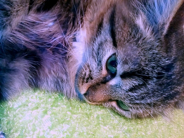 My cat√