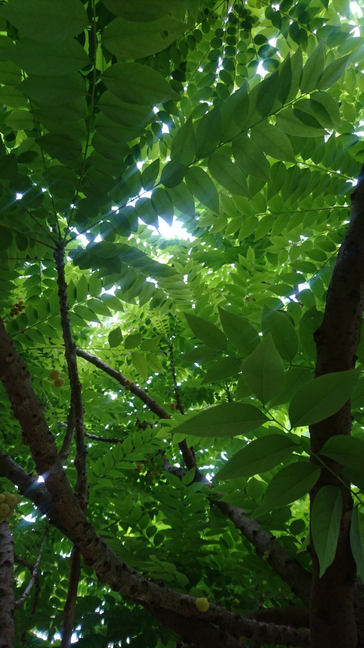 leaf