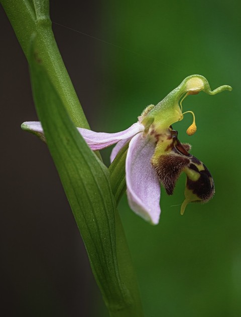 רקעים flower, pedicel