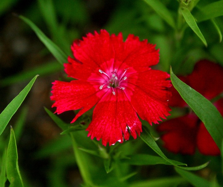 Vibrant red