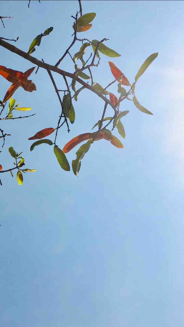 leaves and sky