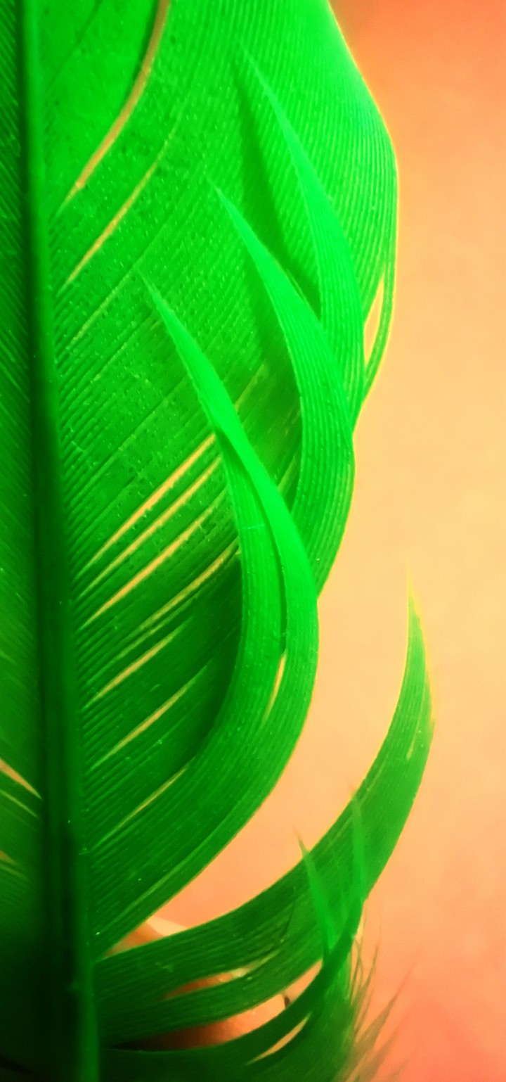 Bird Feather