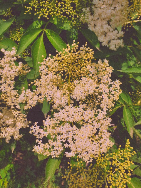 тапети tree, nannyberry