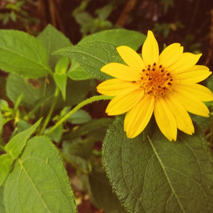 flor