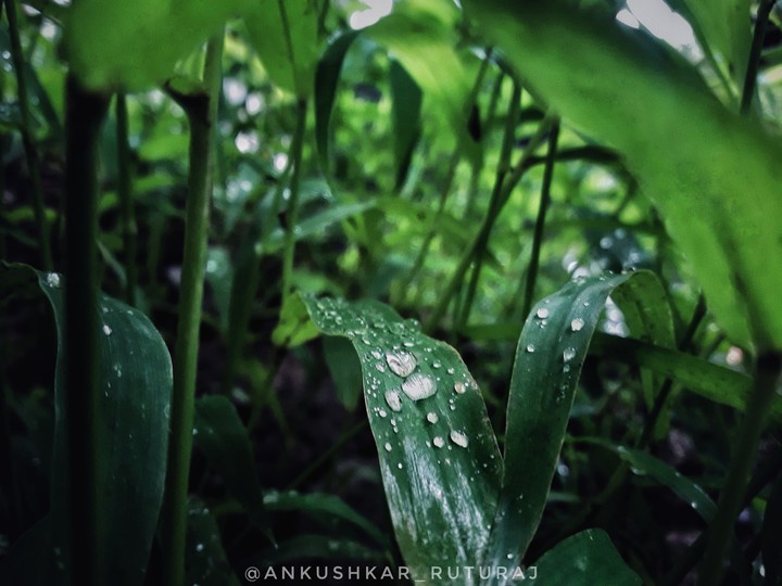 droplets