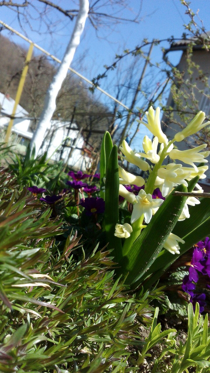 spring