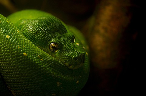 eye, organism háttérképek