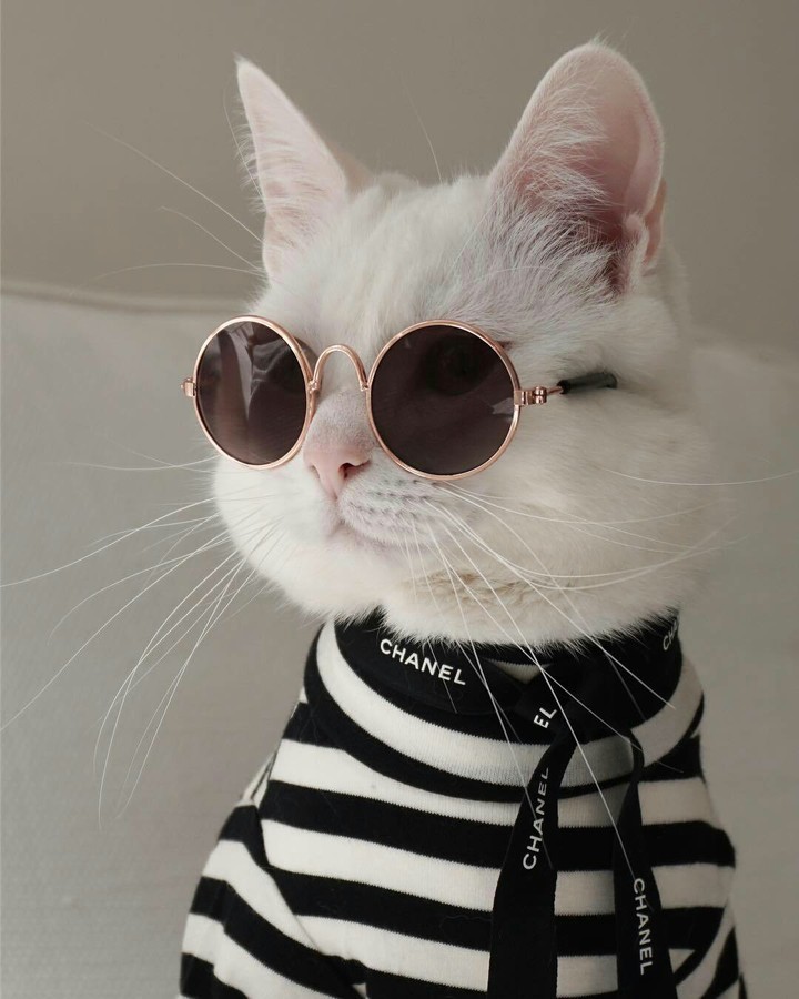 CHANEL cat
