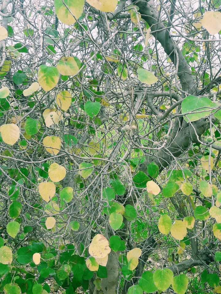 leaves