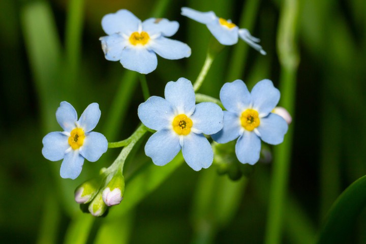 Myosotis