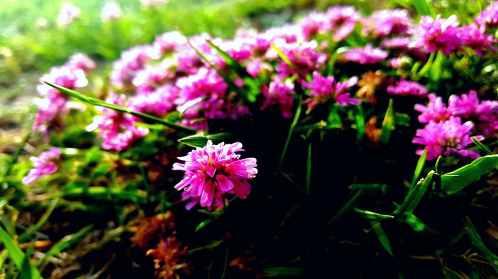 pembe çiçek
