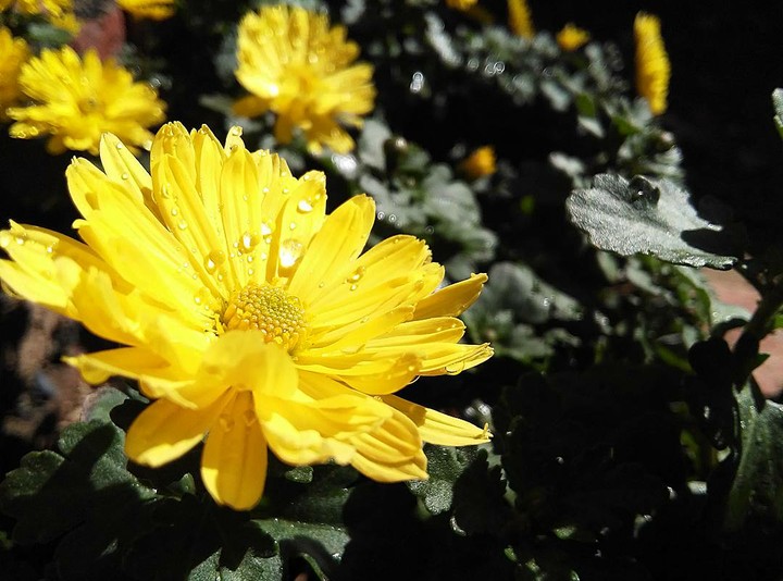 flowers. noedit.HDRmod