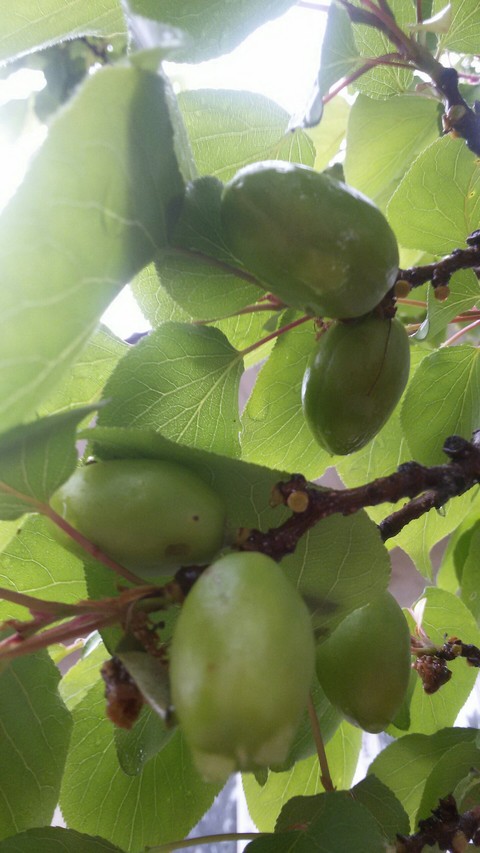 plant, apricot वॉलपेपर
