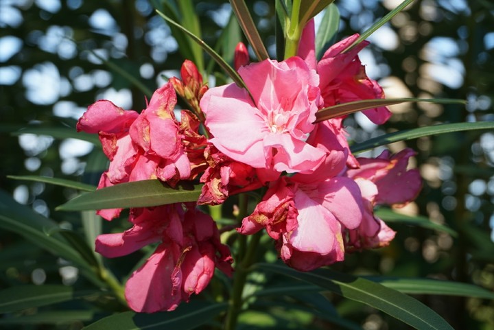 Beautiful Flowers