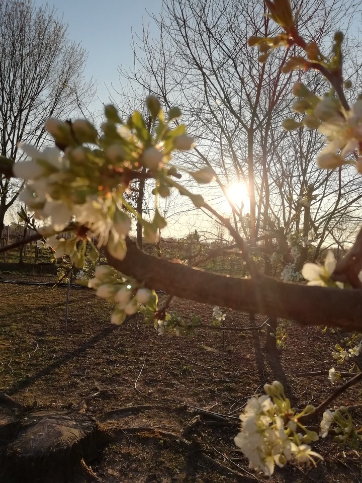marzo