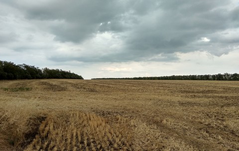 field wheats
