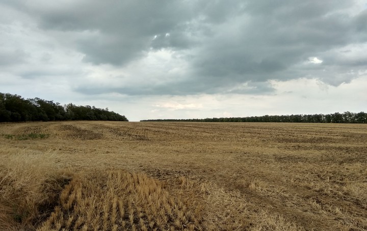 field wheats