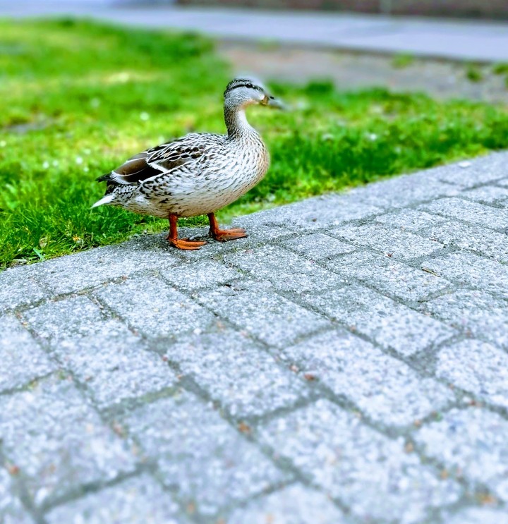 duck