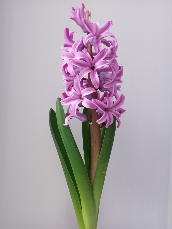 flower sring