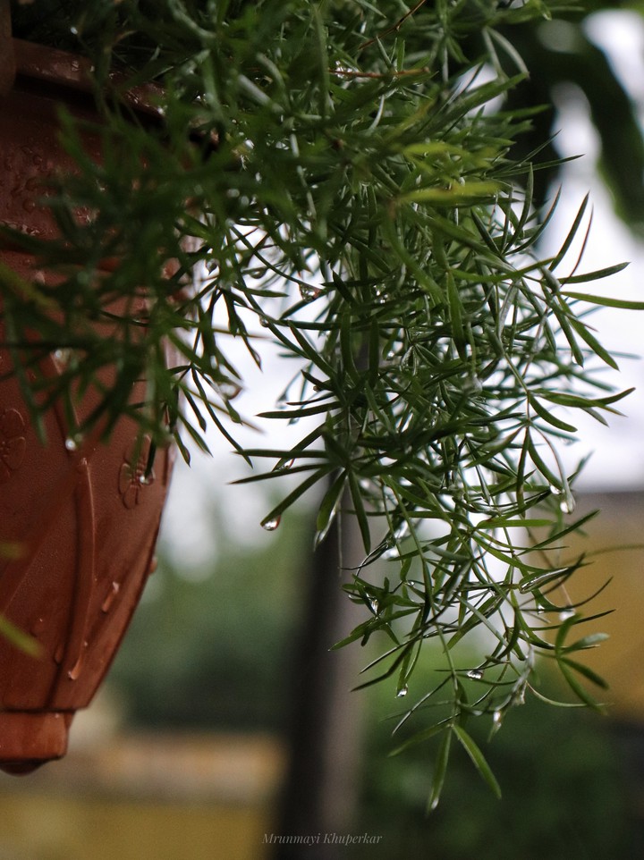 Rain