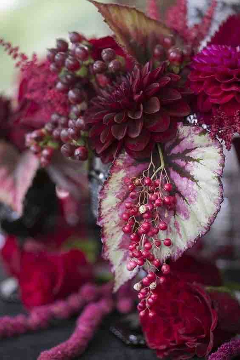 pink, Cockscomb háttérképek