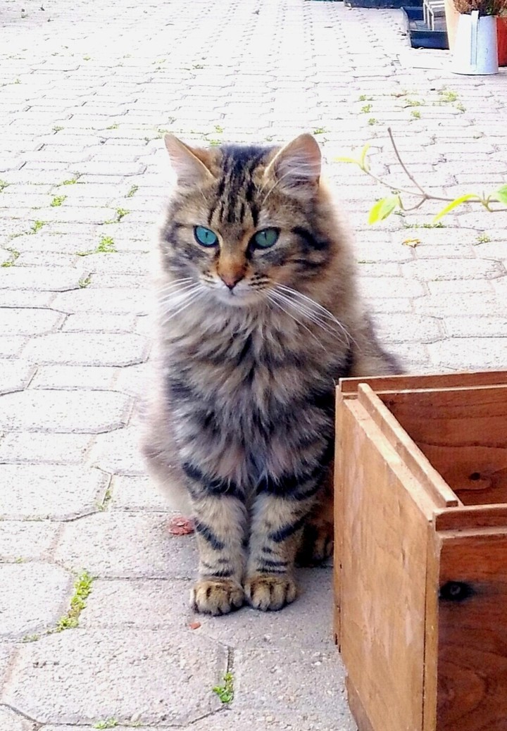 Un gatto dagli occhi bellissimi