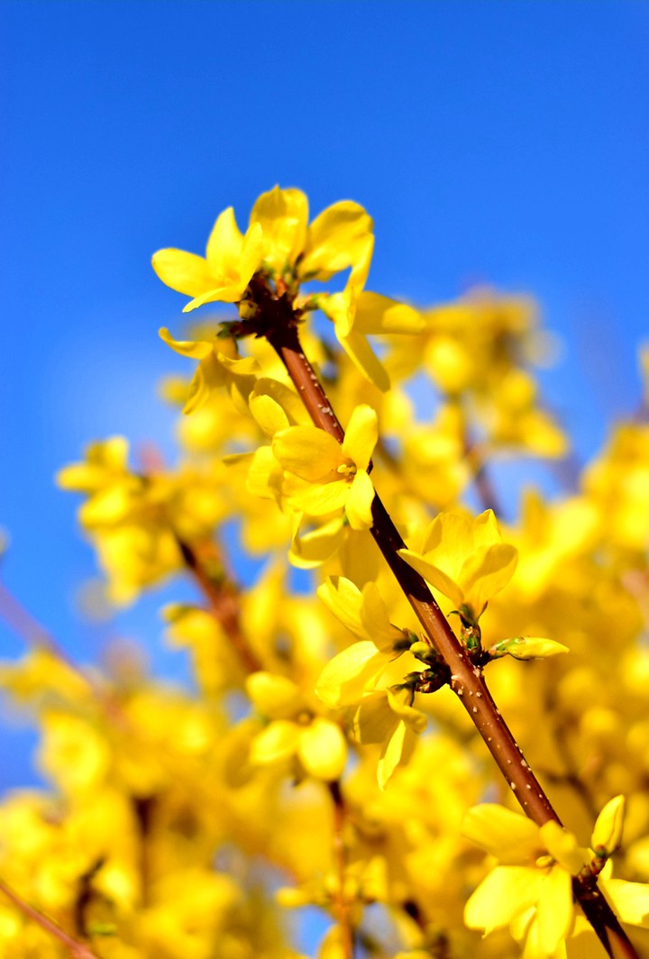Spring