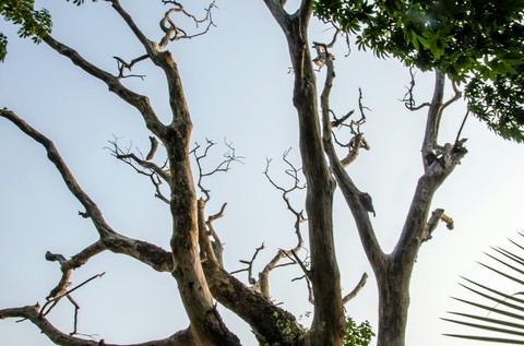 Tree uprooted