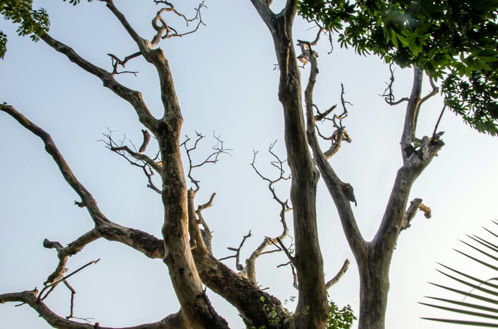 Tree uprooted
