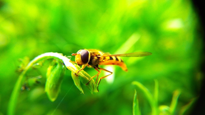 Yellow fly