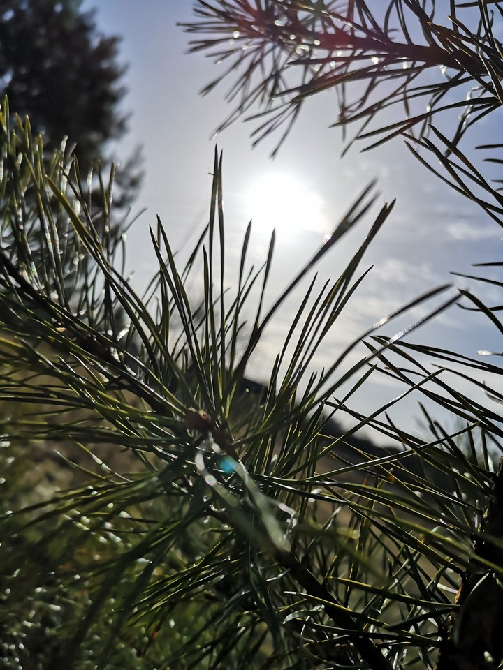 nature
